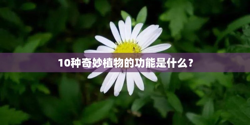 10种奇妙植物的功能是什么？
