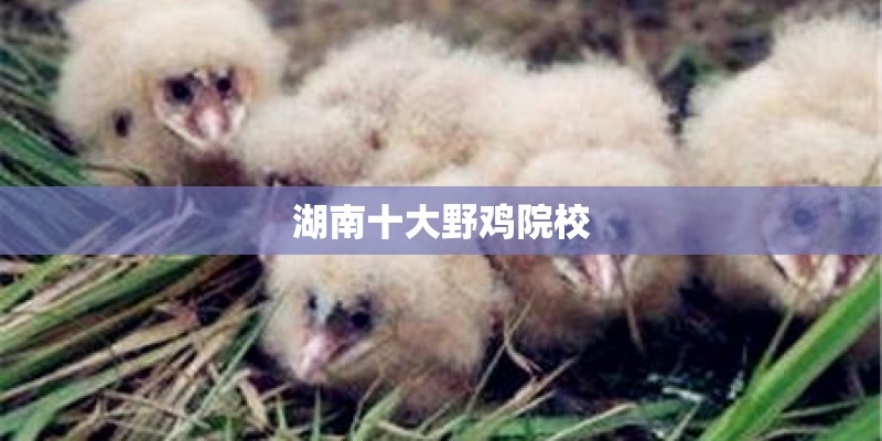 湖南十大野鸡院校 湖南十大野鸡院校