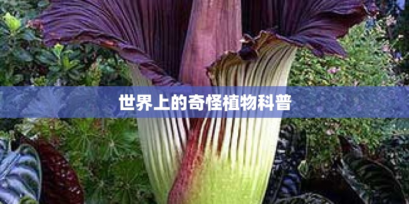 世界上的奇怪植物科普