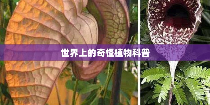 世界上的奇怪植物科普