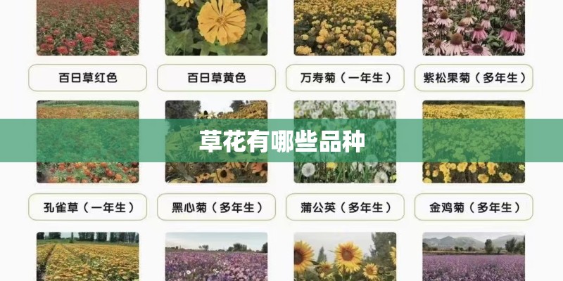 草花有哪些品种