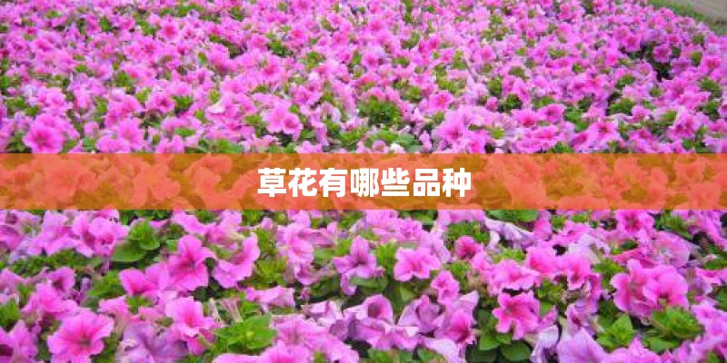 草花有哪些品种