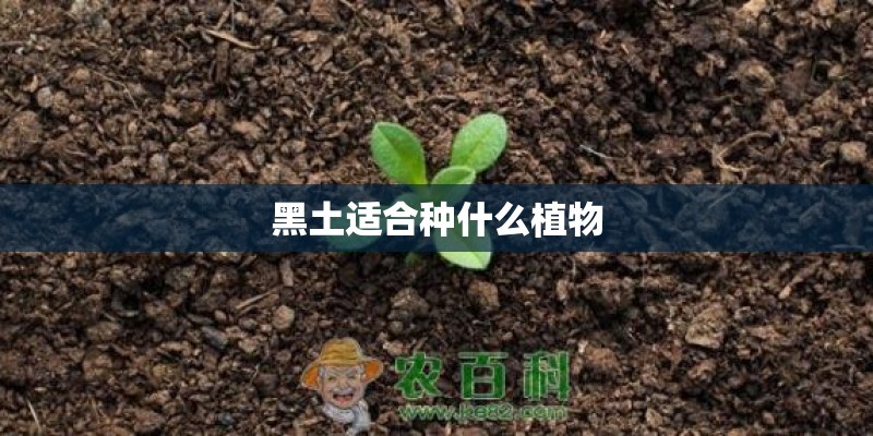 开个普通的小型洗车店怎么开-