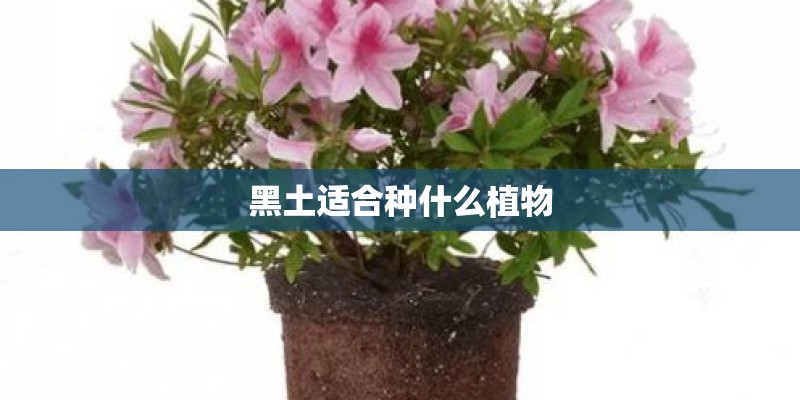 黑土适合种什么植物