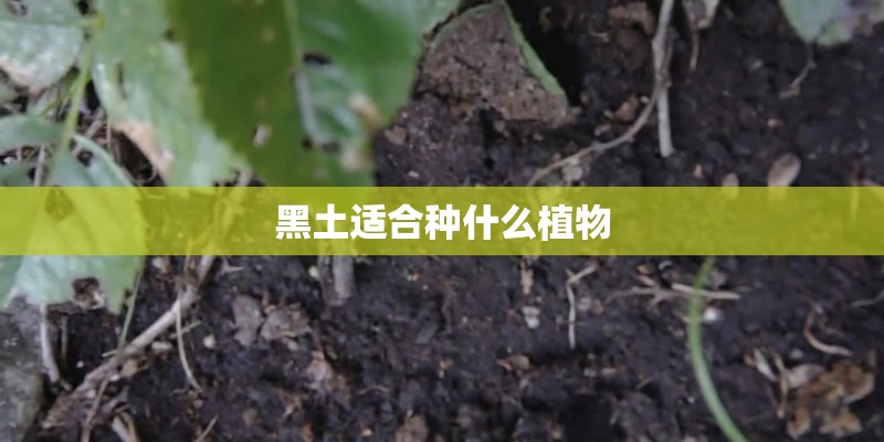 黑土适合种什么植物