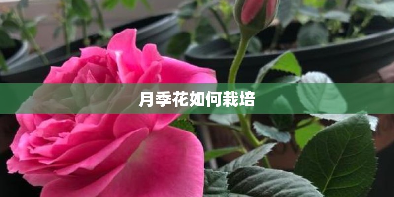 10种奇妙植物的功能是什么？