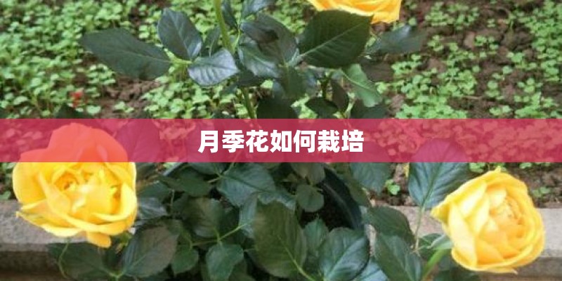 月季花如何栽培