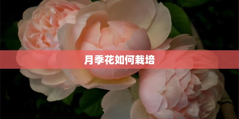 月季花如何栽培