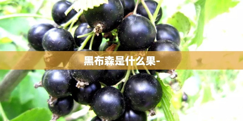 关于减肥  苦蒿