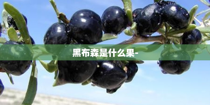 黑布森是什么果-