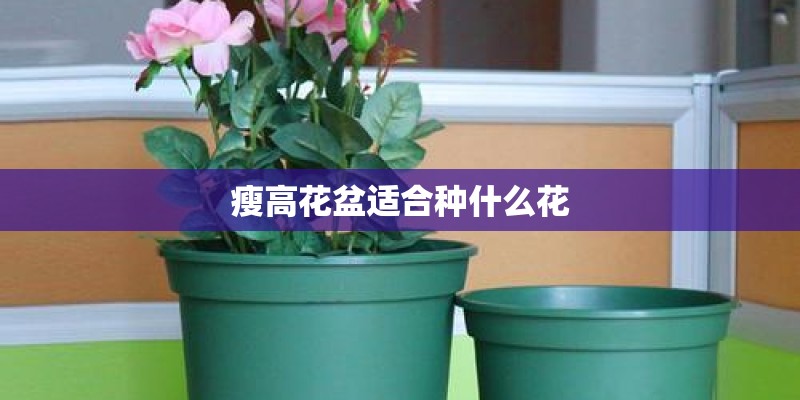 月季花如何栽培