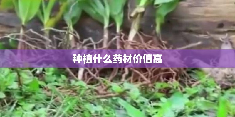 黑土适合种什么植物