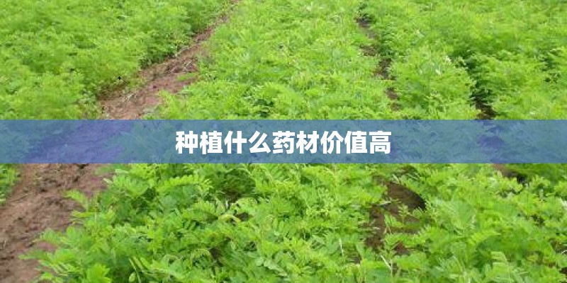 种植什么药材价值高