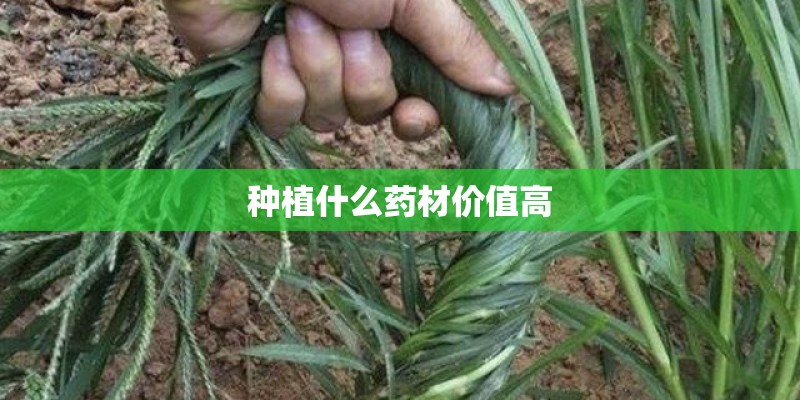 种植什么药材价值高