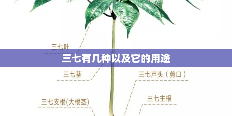 三七有几种以及它的用途