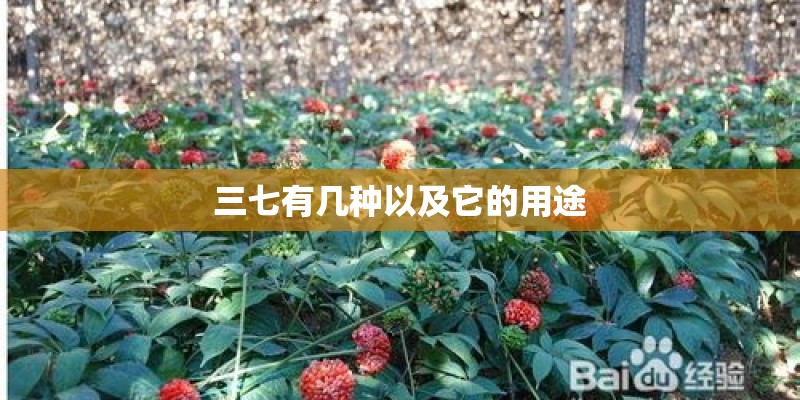 三七有几种以及它的用途