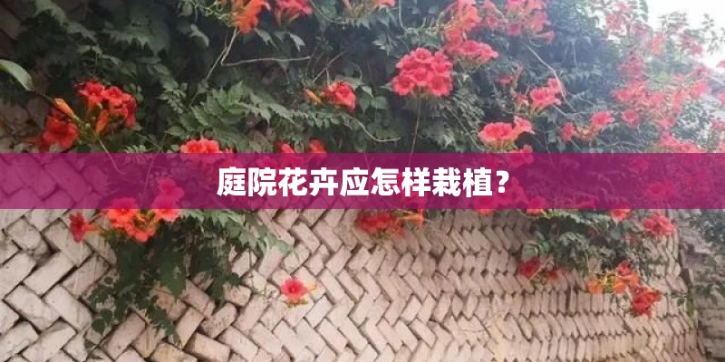 庭院花卉应怎样栽植？