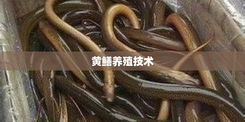 黄鳝养殖技术