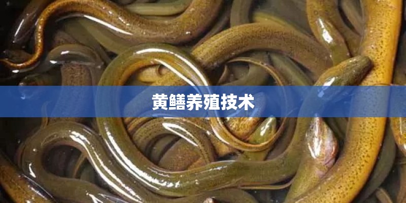 黄鳝养殖技术
