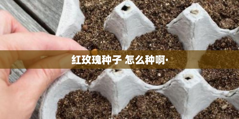 红玫瑰种子 怎么种啊·