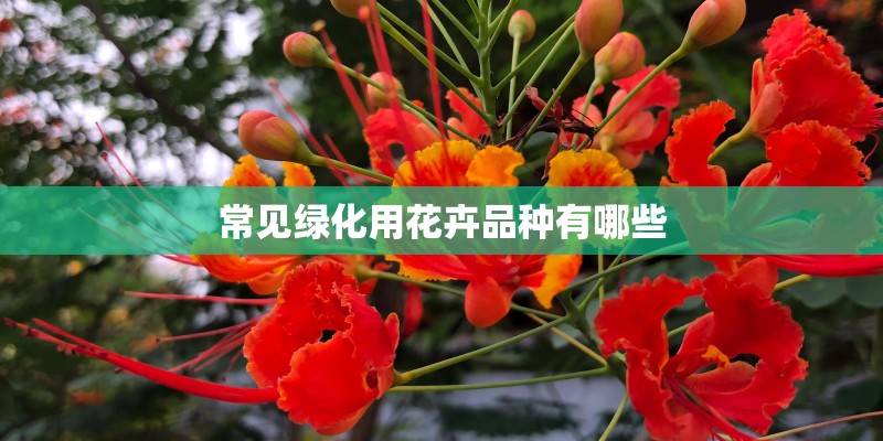 植物大战僵尸2哪个植物大招最牛
