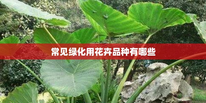 常见绿化用花卉品种有哪些