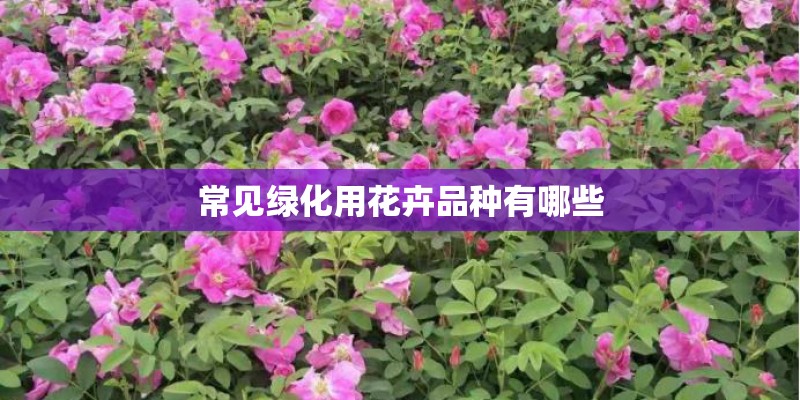 常见绿化用花卉品种有哪些
