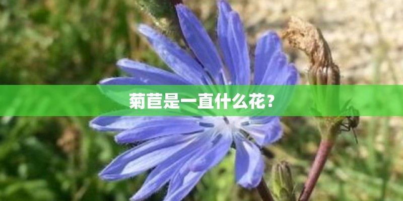菊苣是一直什么花？