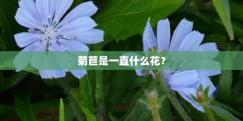 菊苣是一直什么花？