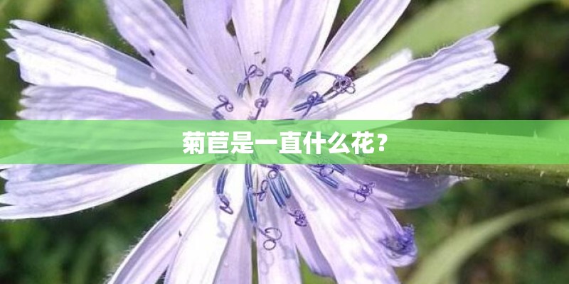 菊苣是一直什么花？