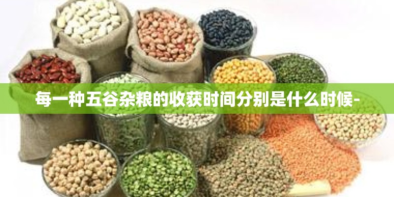 菊苣是一直什么花？