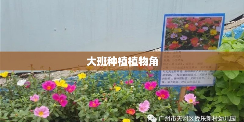 大班种植植物角