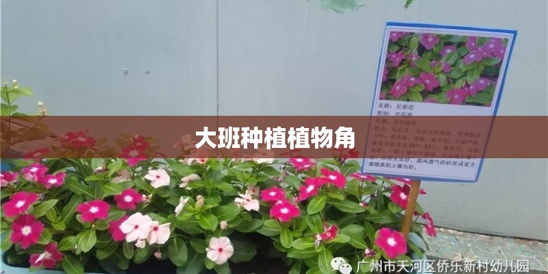 大班种植植物角