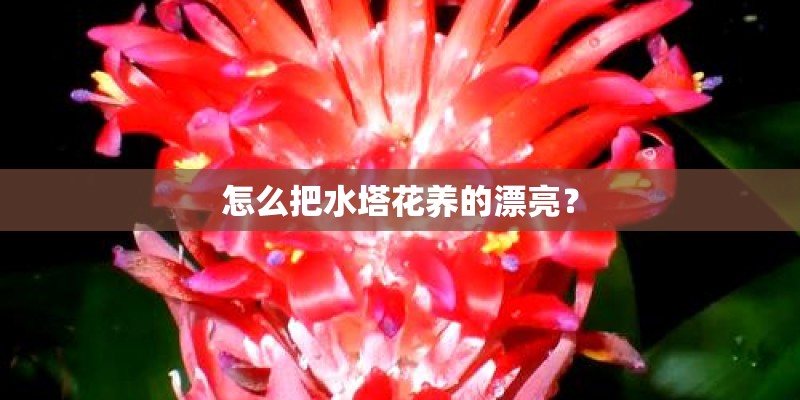 怎么把水塔花养的漂亮？