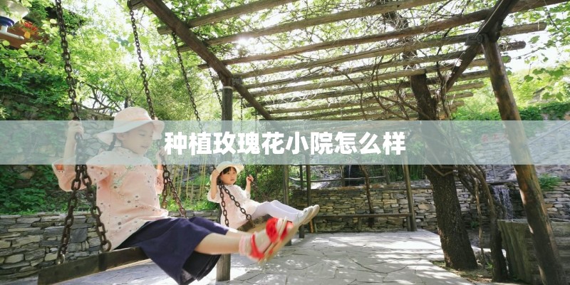种植玫瑰花小院怎么样