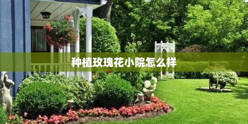 种植玫瑰花小院怎么样