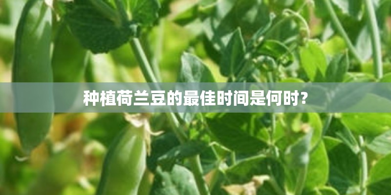 种植荷兰豆的最佳时间是何时？