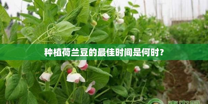 种植荷兰豆的最佳时间是何时？