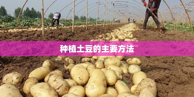 种植土豆的主要方法