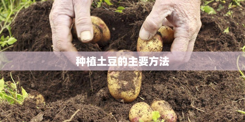 种植土豆的主要方法
