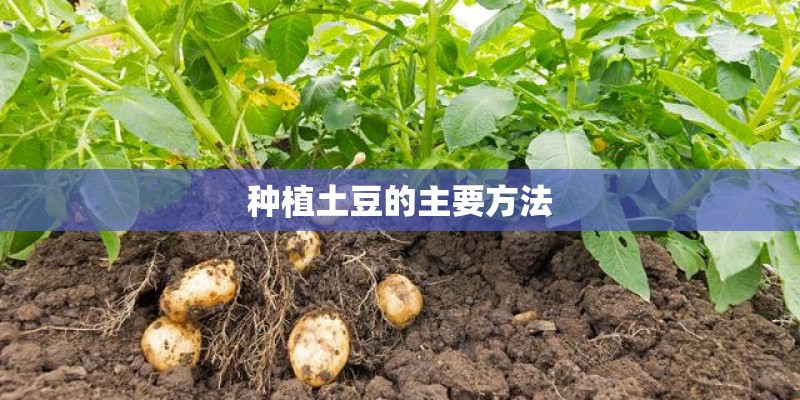 种植土豆的主要方法
