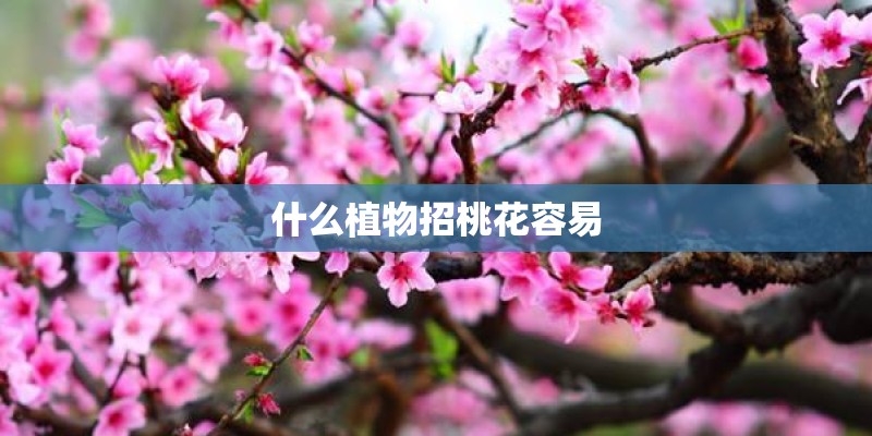 86：为数不多的开起来不“无聊”的丰田跑车