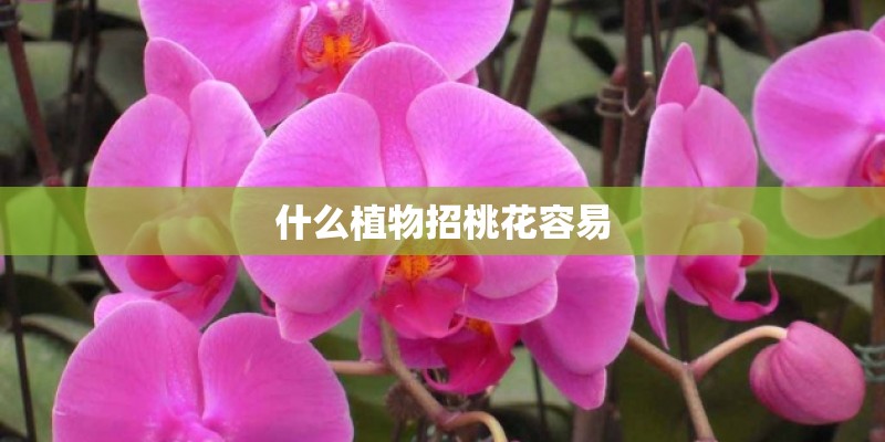 什么植物招桃花容易