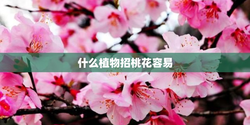 什么植物招桃花容易