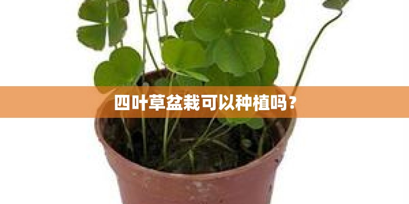 四叶草盆栽可以种植吗？