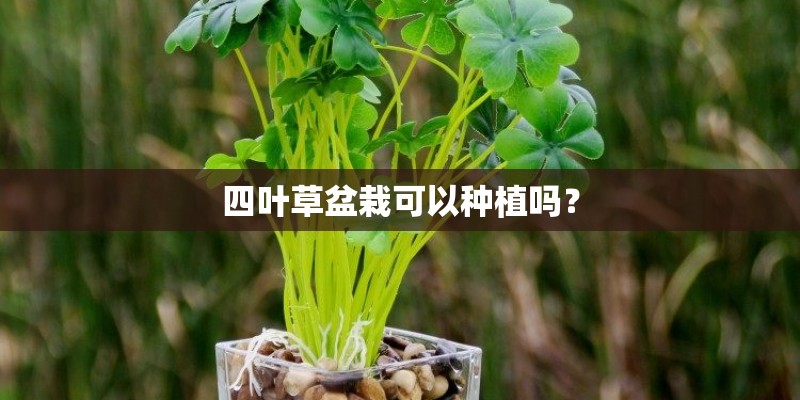 四叶草盆栽可以种植吗？