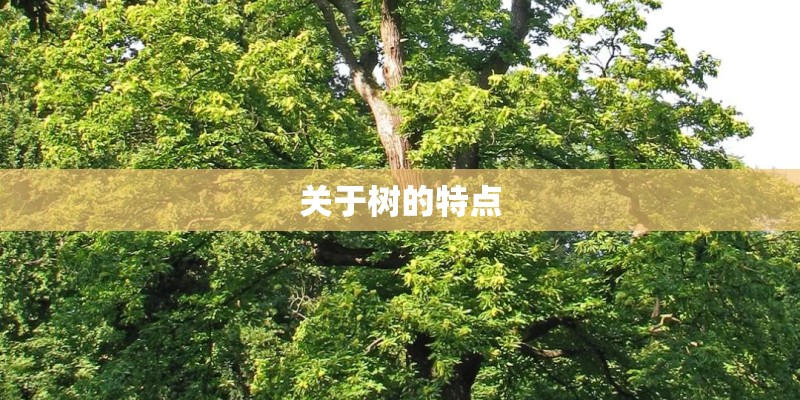 关于树的特点