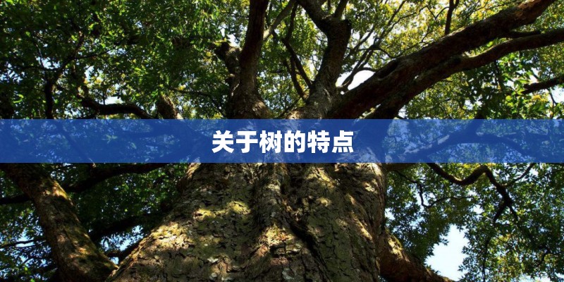 关于树的特点