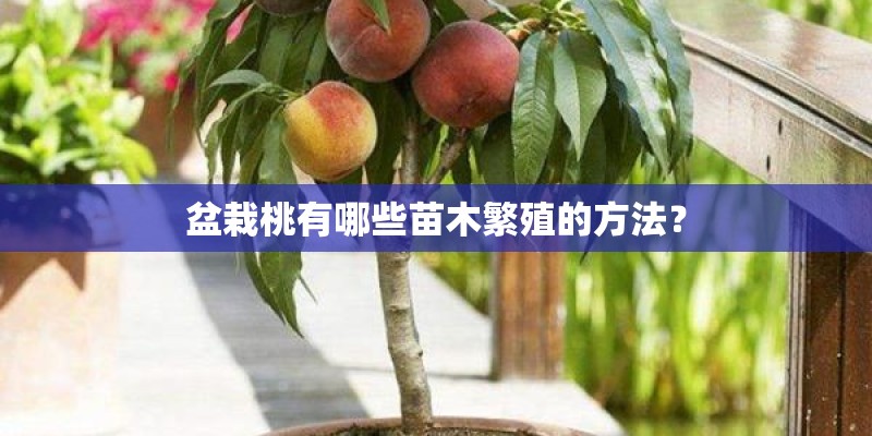 盆栽桃有哪些苗木繁殖的方法？