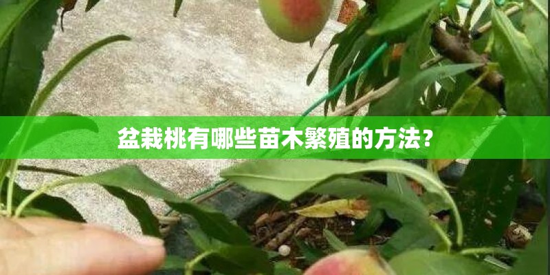 盆栽桃有哪些苗木繁殖的方法？